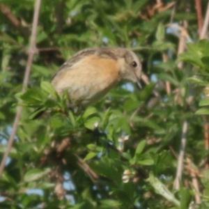 European stonechat