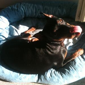 Miniature Pinscher