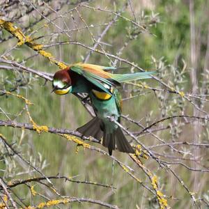 European Bee-eater