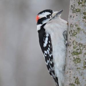 Downy Woodpecker