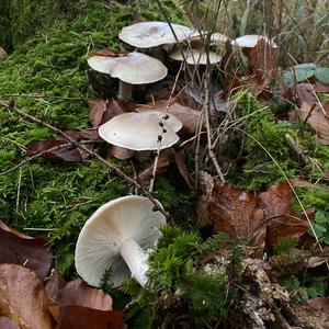 Cloudy Clitocybe