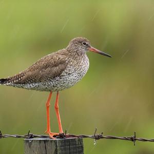 Common Redshank