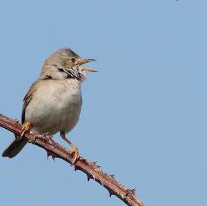 Common Whitethroat