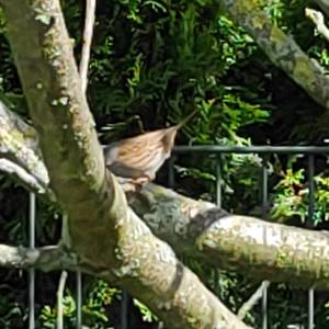 Hedge Accentor