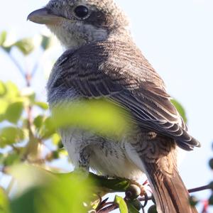 Red-backed Shrike