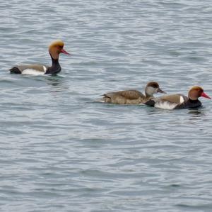 Red-crested Pochard