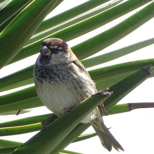 Spanish Sparrow