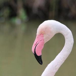 Greater Flamingo