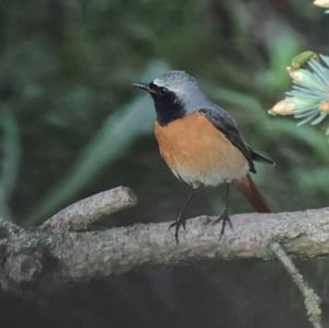 Common Redstart