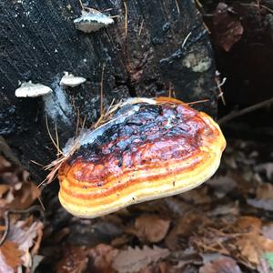 Red-belted Polypore