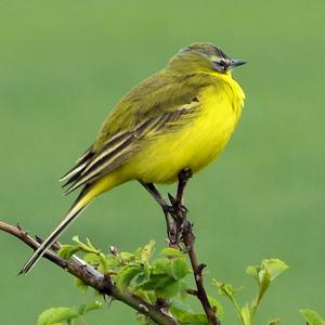 Yellow Wagtail