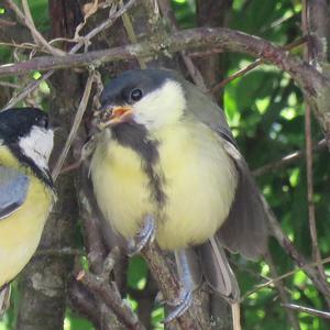 Great Tit