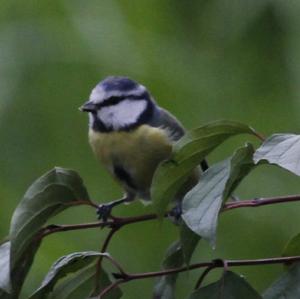 Blue Tit