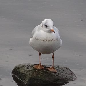 Black-headed Gull