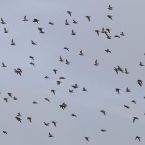 Dunlin