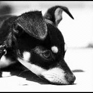 Unknown Breed