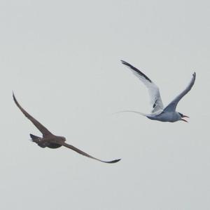 Parasitic Jaeger