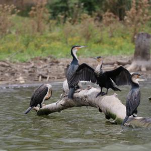 Flightless Cormorant