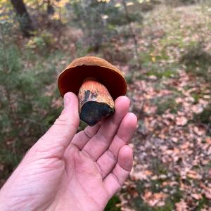 Dotted-stem Bolete