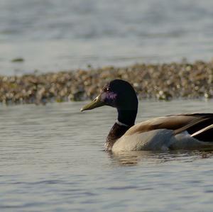 Mallard