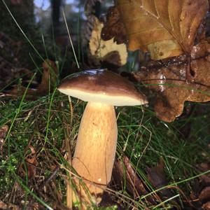 Bay Bolete