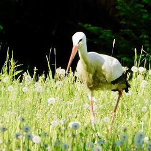 White Stork