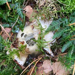 Stinkhorn, Common