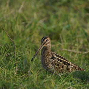 Common Snipe