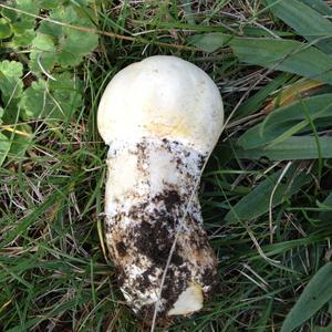 Horse Mushroom