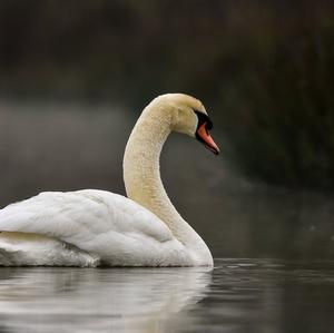 Mute Swan