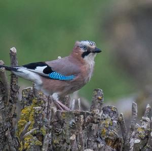 Eurasian Jay