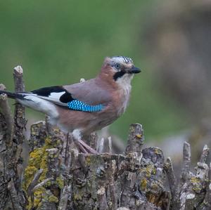 Eurasian Jay