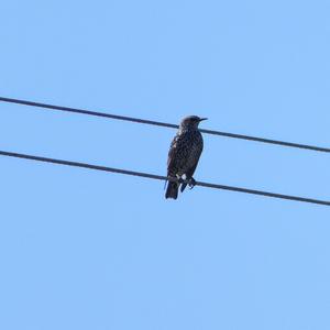 Common Starling