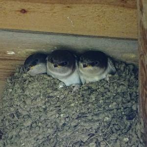 Northern House-martin