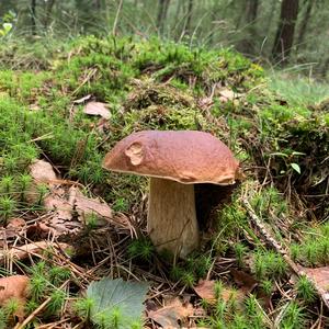 King Bolete