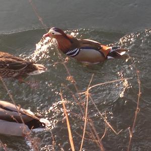 Mandarin Duck