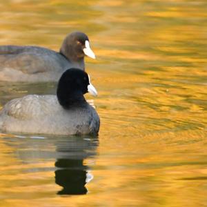 Common Coot