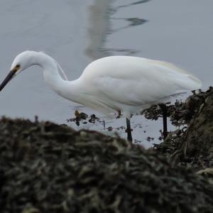 Little Egret