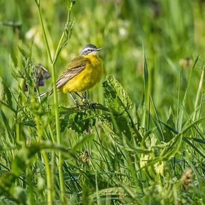 Yellow Wagtail