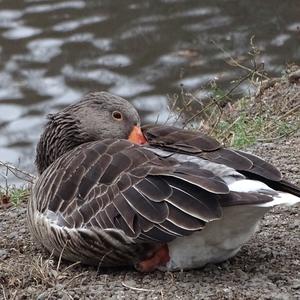 Greylag Goose