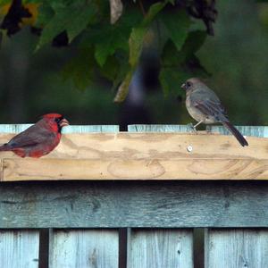 Northern Cardinal