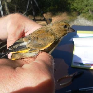 European Greenfinch