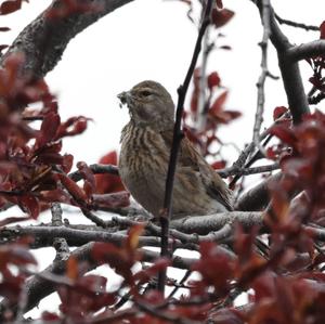 Eurasian Linnet