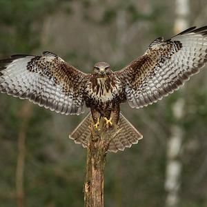 Common Buzzard