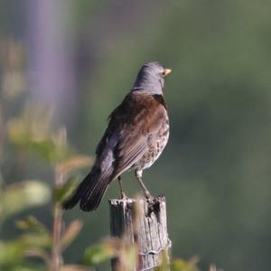 Fieldfare