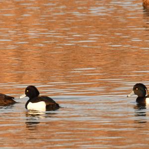 Tufted Duck