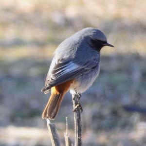 Black Redstart