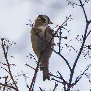 European Goldfinch