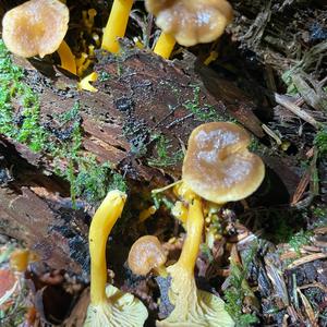 Trumpet Chanterelle