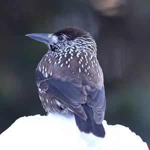 Spotted Nutcracker